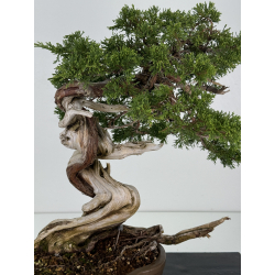 Juniperus sabina A00916 view 2