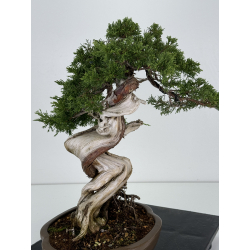 Juniperus sabina A00916 view 4