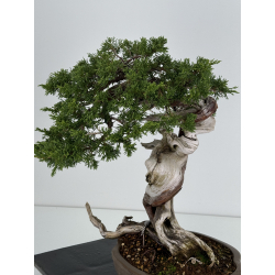 Juniperus sabina A00916 view 5