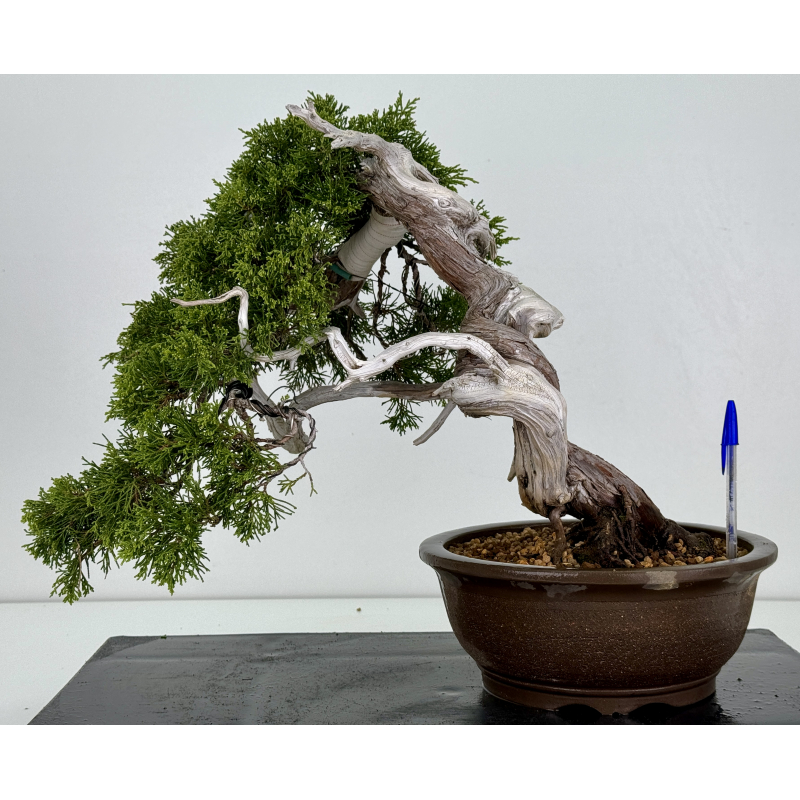 Juniperus sabina A00857