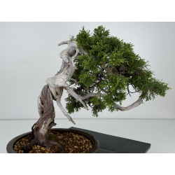 Juniperus sabina A00857 view 5