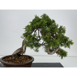 Juniperus sabina A00857 view 6