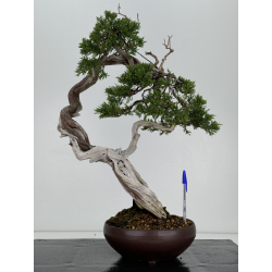 Juniperus sabina -sabina rastrera- A01335