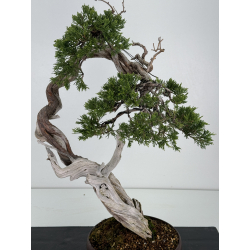 Juniperus sabina A01335 view 2