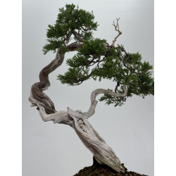 Juniperus sabina A01335 view 3