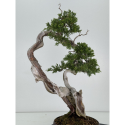 Juniperus sabina A01335 view 4