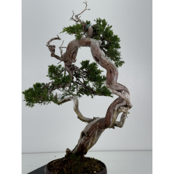 Juniperus sabina A01335 view 5