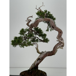 Juniperus sabina A01335 view 6