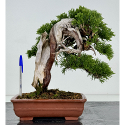 Juniperus sabina -sabina rastrera- A00292