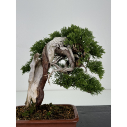 Juniperus sabina A00292 view 2