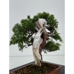 Juniperus sabina A00292 view 4