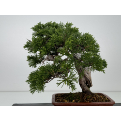 Juniperus sabina A00292 view 5