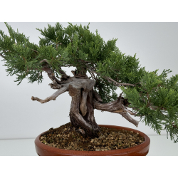 Juniperus sabina A01637 view 2