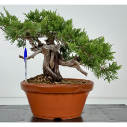 Juniperus sabina -sabina rastrera- A01637