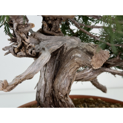 Juniperus sabina A01637 view 6