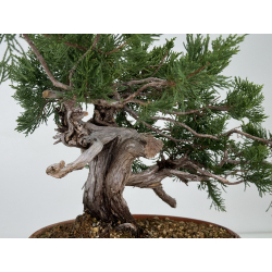 Juniperus sabina A01637 view 4