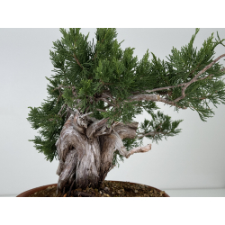 Juniperus sabina A01637 view 6