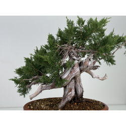 Juniperus sabina A01637 view 7