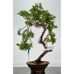 Juniperus sabina -sabina rastrera- A01336