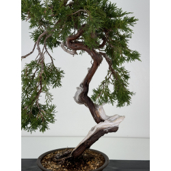 Juniperus sabina A01336 view 2