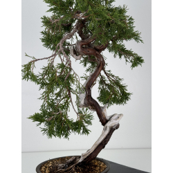 Juniperus sabina A01336 view 4