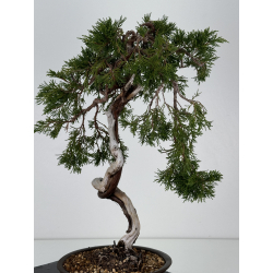 Juniperus sabina A01336 view 5