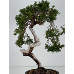 Juniperus sabina A01336 view 6