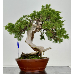 Juniperus sabina A00806