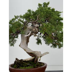 Juniperus sabina -sabina rastrera- A00806 vista 2