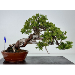 Juniperus sabina A00820