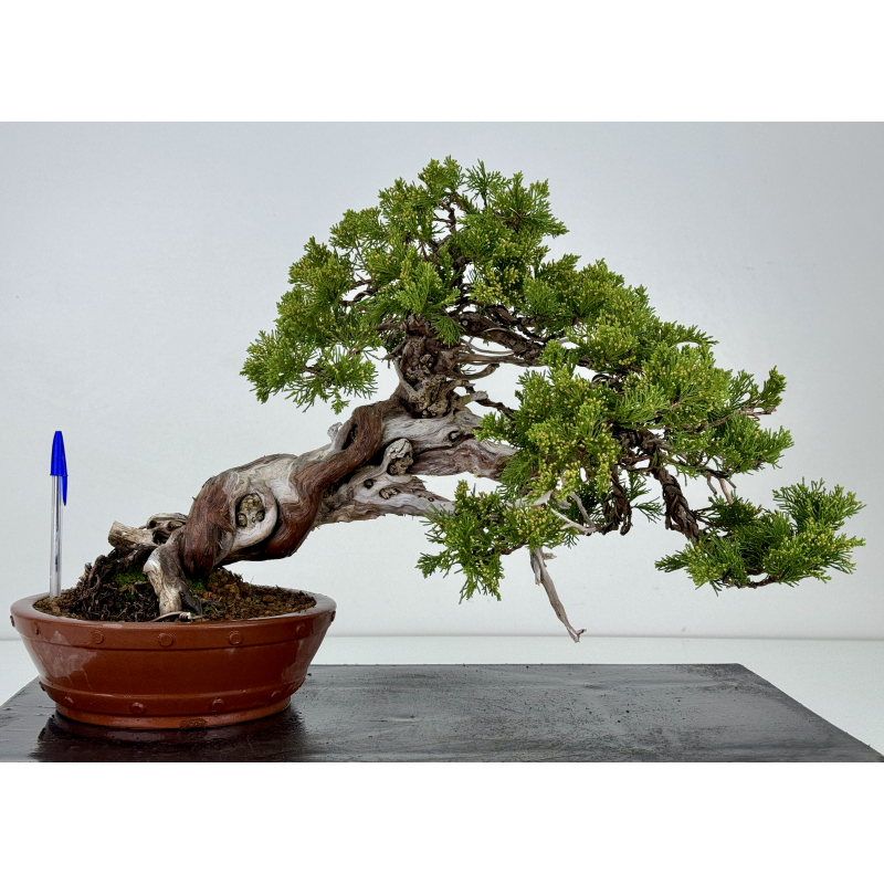 Juniperus sabina -sabina rastrera- A00820