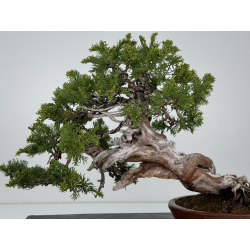 Juniperus sabina A00820 view 6