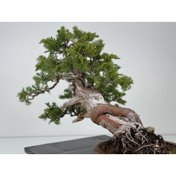 Juniperus sabina A00820 view 5