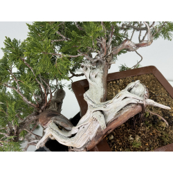 Juniperus sabina A01604 view 6