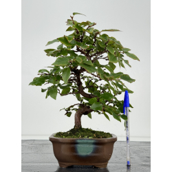 Carpinus turczaninovii -carpe coreano- I-7462