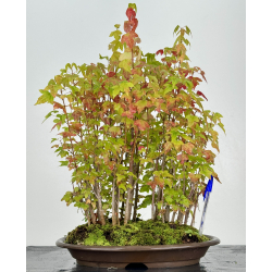 Acer buergerianum I-7463