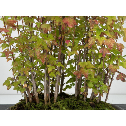 Acer buergerianum I-7463 vista 2