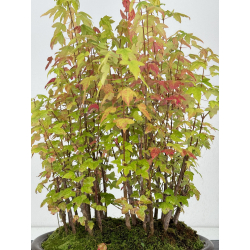 Acer buergerianum I-7463 vista 3