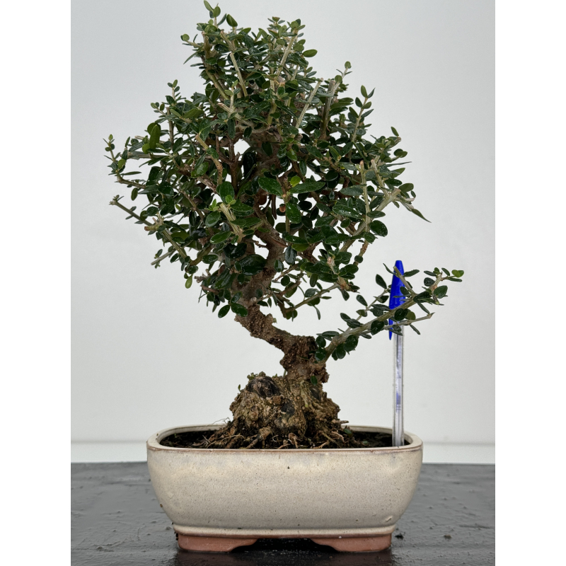 Olea europaea sylvestris I-7465