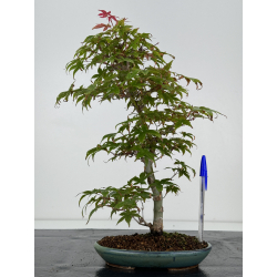 Acer palmatum deshojo I-7468