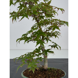 Acer palmatum deshojo I-7468 vista 2