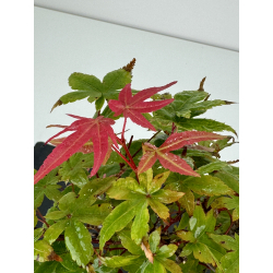 Acer palmatum deshojo I-7468 vista 3