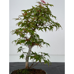 Acer palmatum deshojo I-7468 vista 4