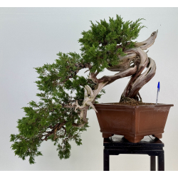 Juniperus sabina A01620