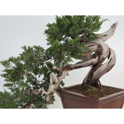 Juniperus sabina A01620 view 2