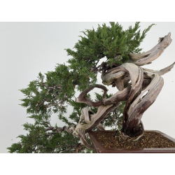 Juniperus sabina A01620 view 5