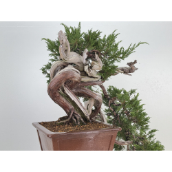 Juniperus sabina A01620 view 6