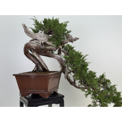 Juniperus sabina A01620 view 8