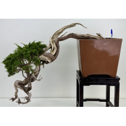 Juniperus sabina A00467