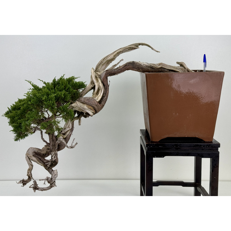 Juniperus sabina A00467